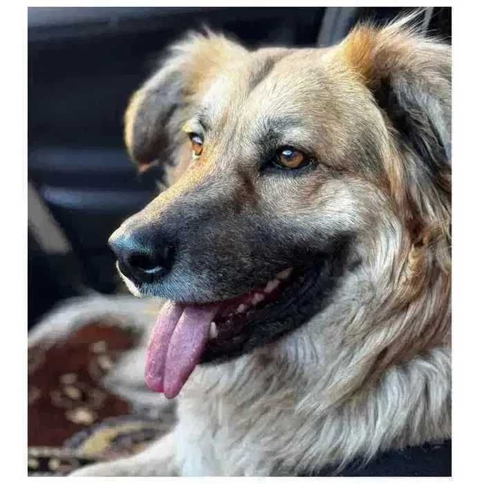 Пес в добрые руки