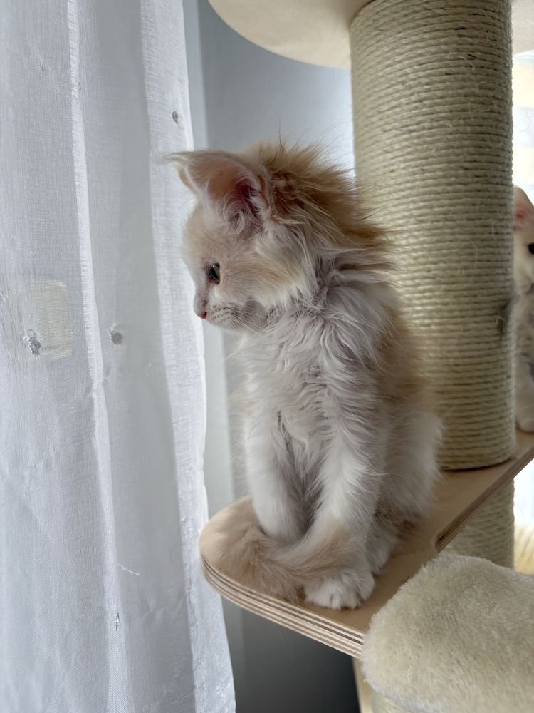 Kocur Maine Coon Gracjan