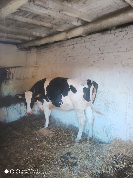 HF 100% Cielne jałówki