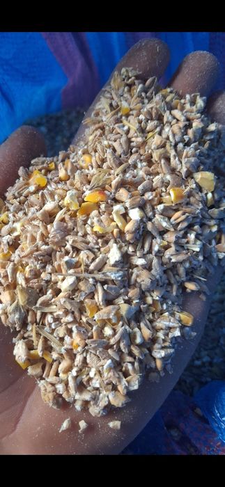 Mieszanka dla kur nisek bez GMO