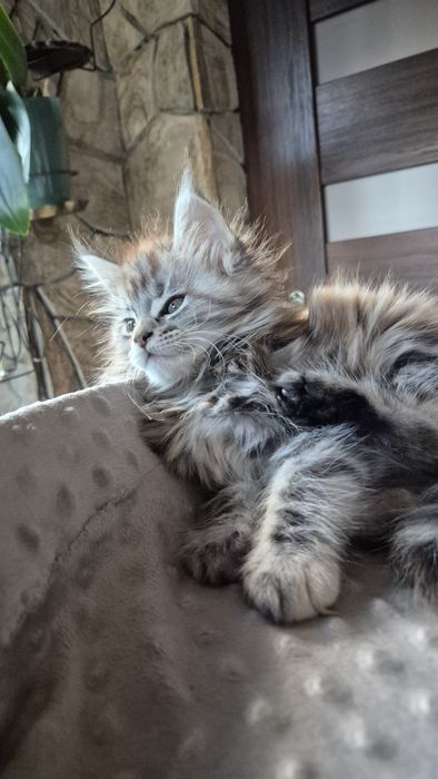 Jaga koteczka Maine Coon.
