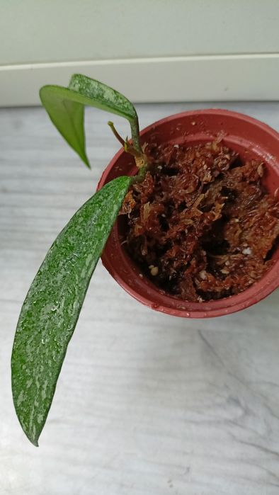 Hoya , Minibelle' splash rosnąca