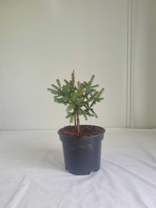 Świerk Pospolity 'Cruenta' – Ozdobna Odmiana, Wys. 40 cm, Doniczka 2L