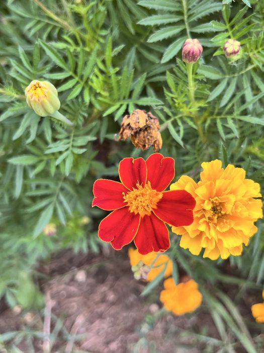 Чорнобривці квіти насіння