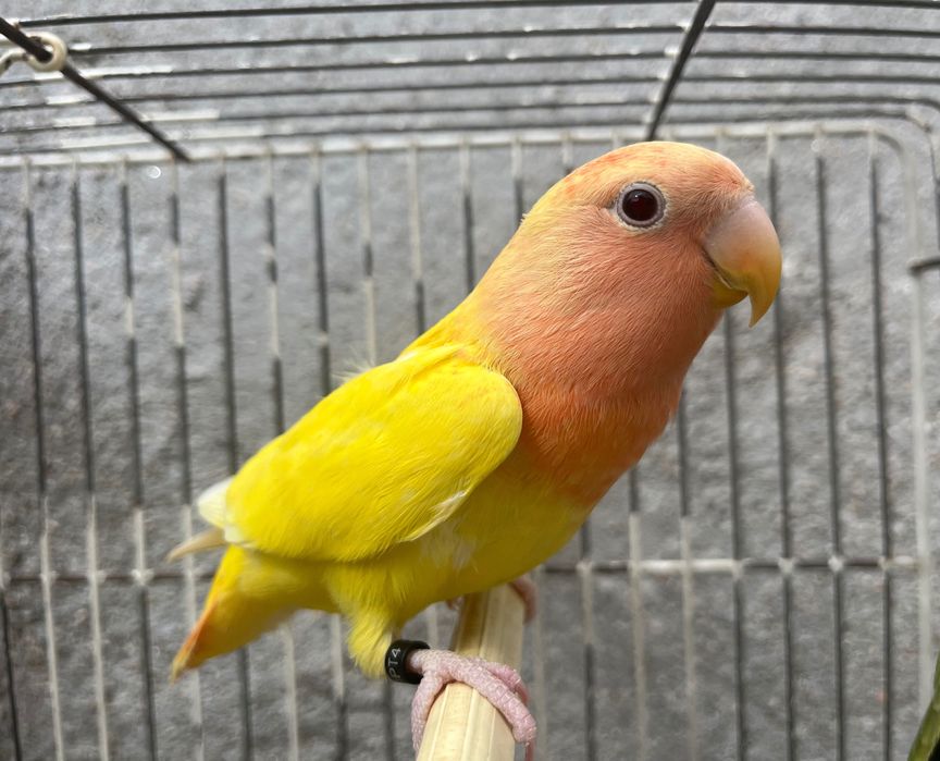 Agapornis roseicollis Fêmea 2025