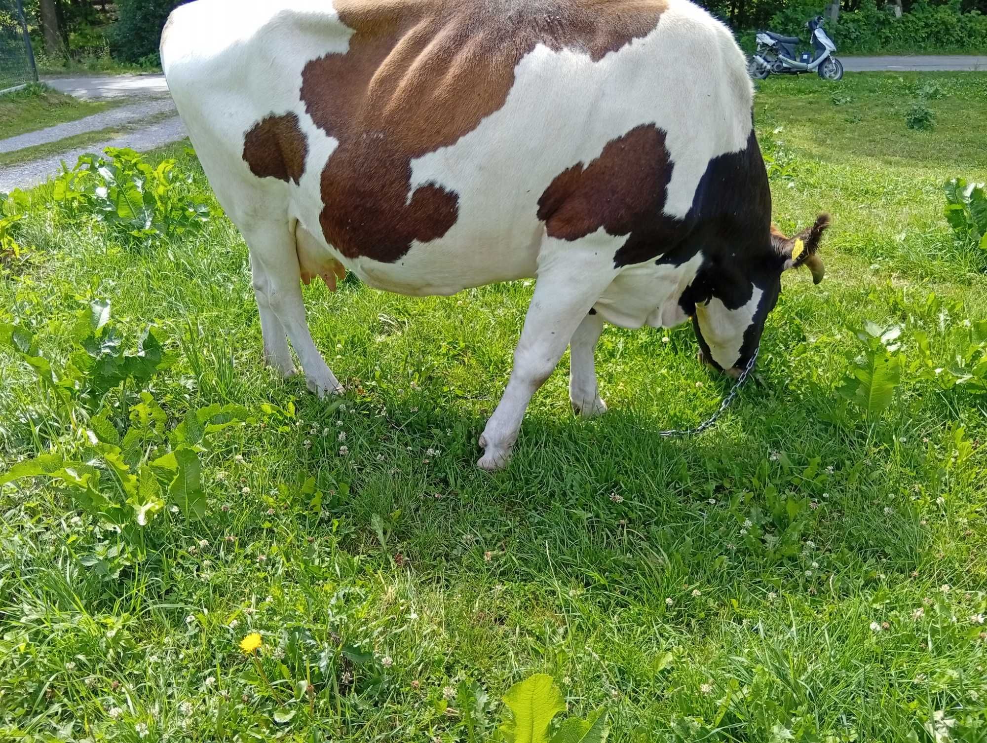 sprzedam krowę na ocieleniu