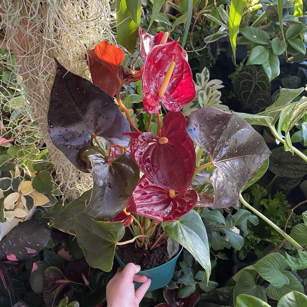 Антуріум Anthurium Delicata