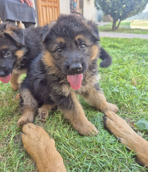 Цуценята німецькі вівчарки