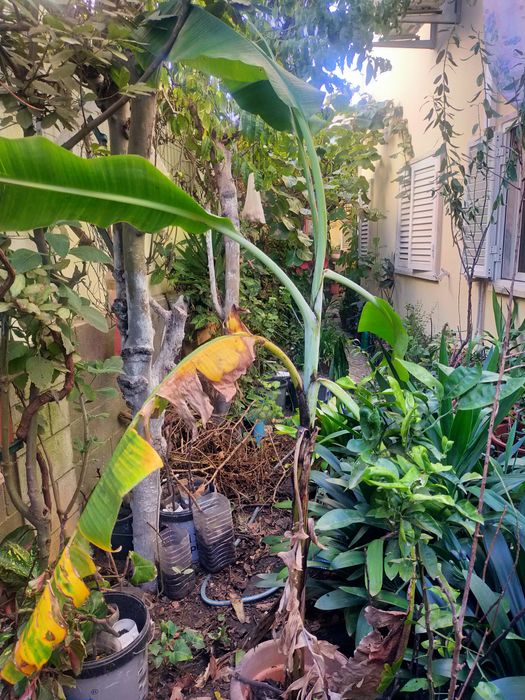 Árvore de fruto bananeira
