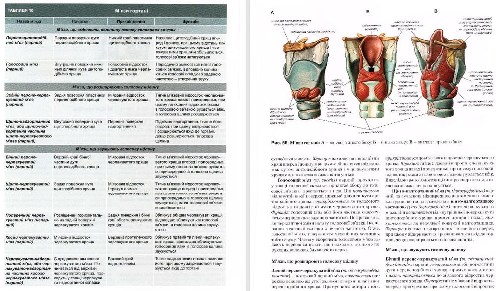 Анатомия. Нормальная. Анатомія. Нормальна. Головацький.
