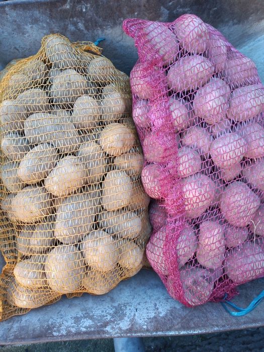 Ziemniaki Denar, Bellarosa, Quin Anna