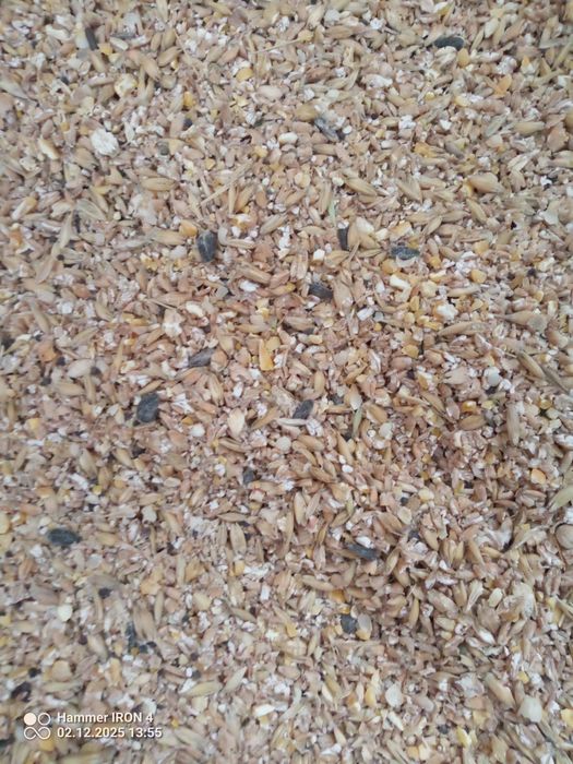 Pasza dla kur (gnieciona pszenica, jęczmień, owies, pszenżyto)