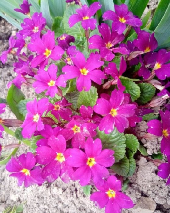 Продам примулу..