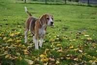 Beagle suczka do adopcji