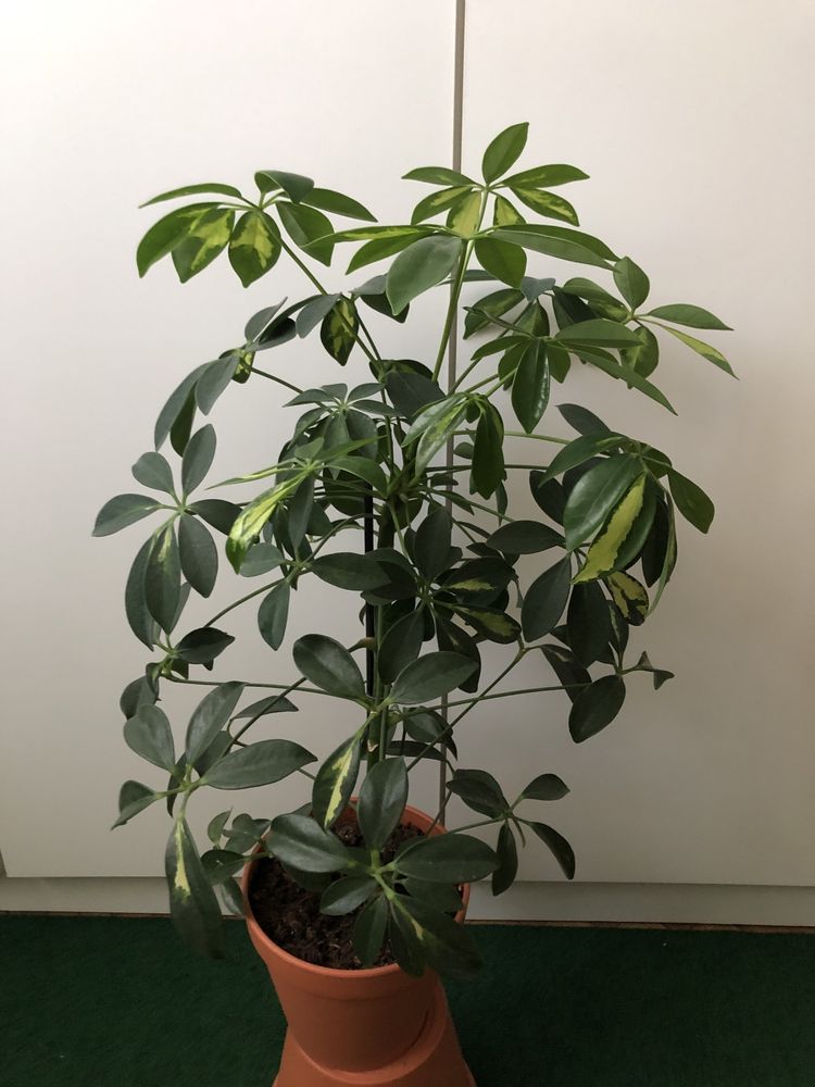 Schefflera kwiat