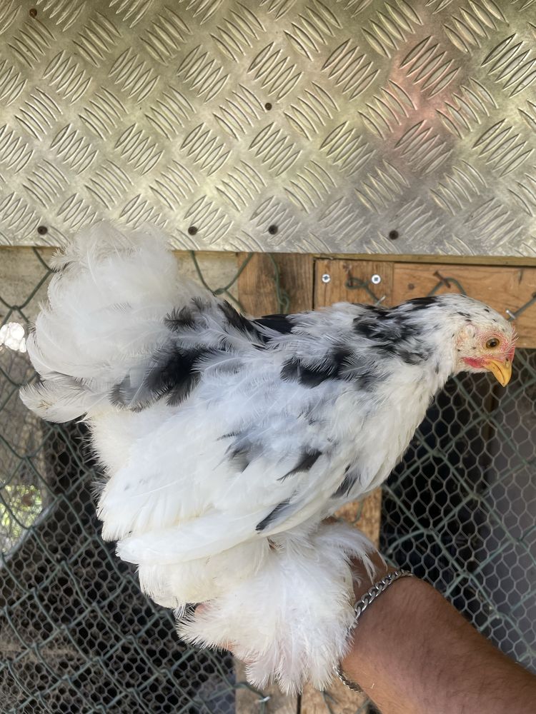 Galinha pekin black motled