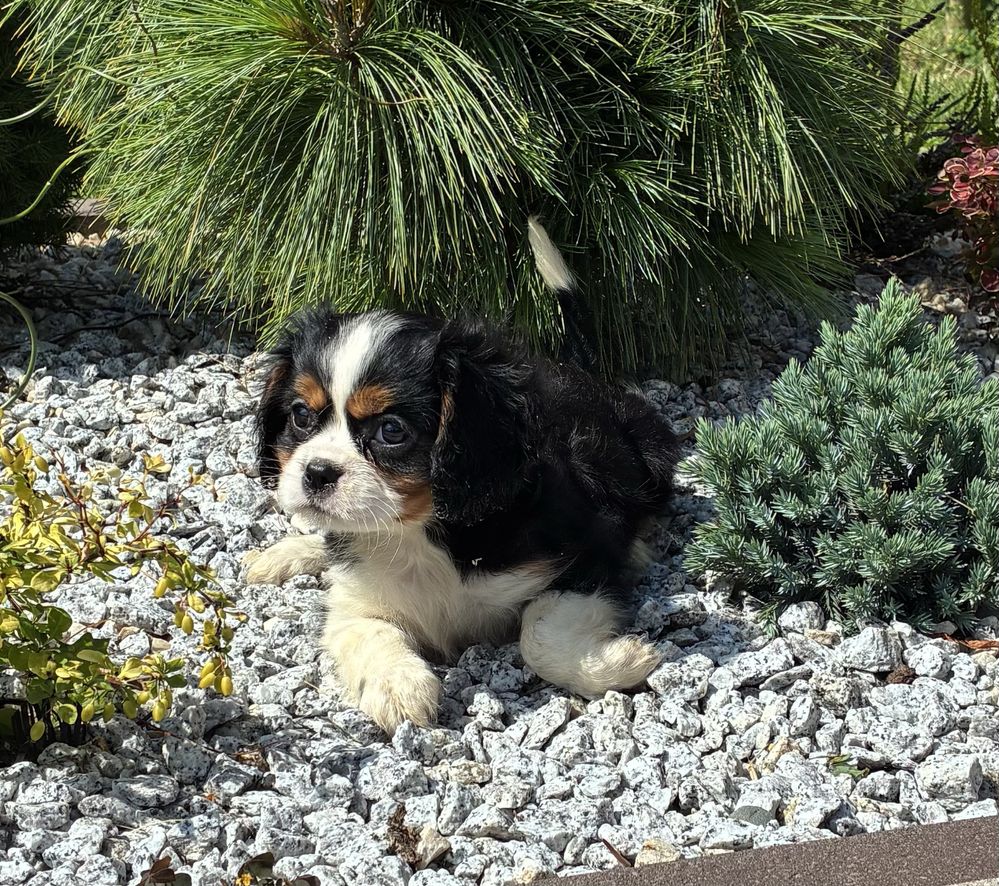 Cavalier King Charles Spaniel