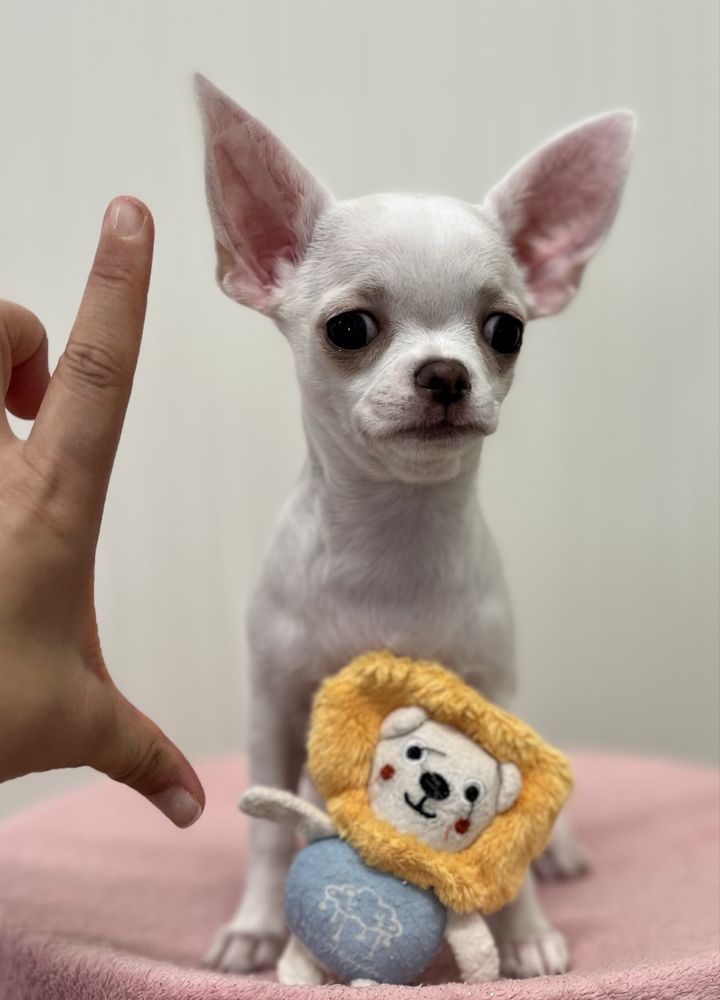 Chihuahua Femea Pelo Curto