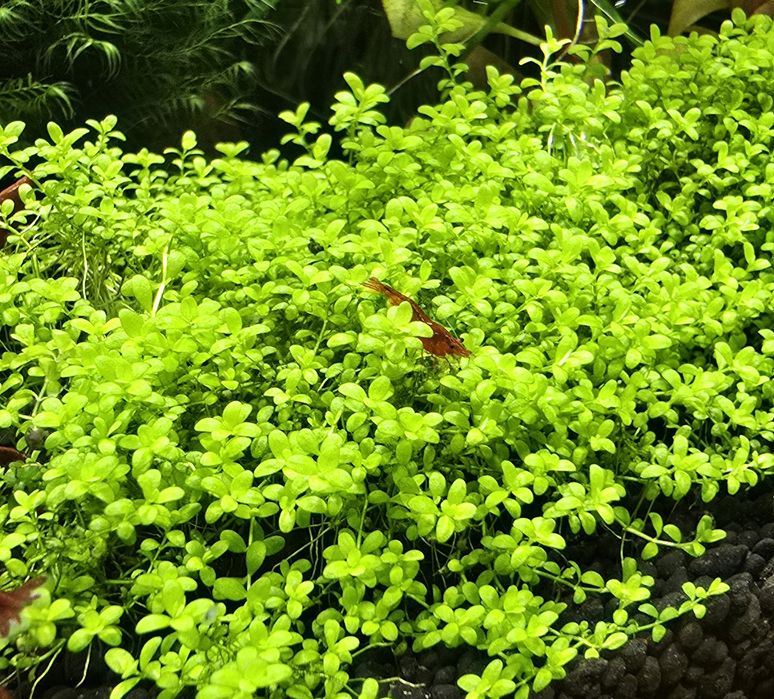 Акваріумні рослини