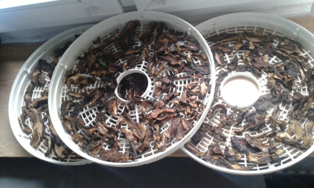 Grzyby suszone podgrzybki 2022 rok