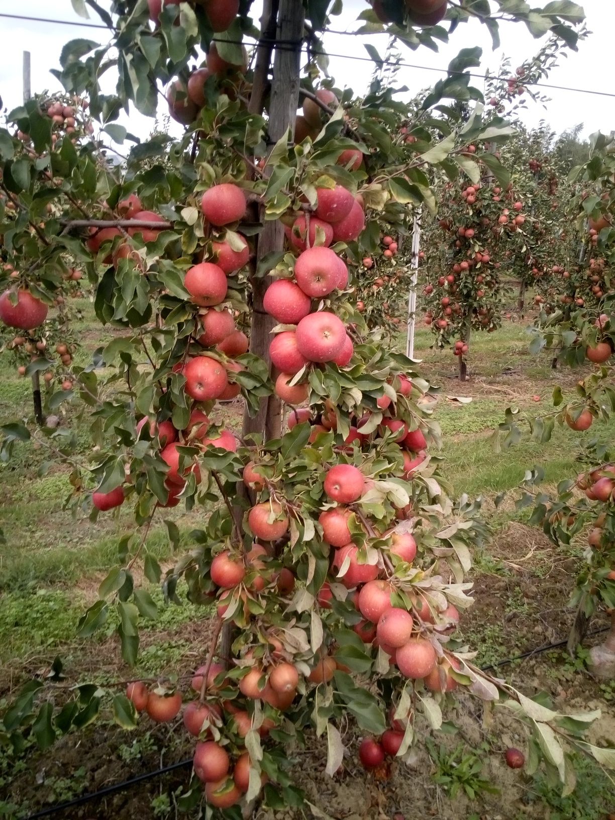 jabłka oraz gruszki deserowe ,sprzedaż bezpośrednio z sadu