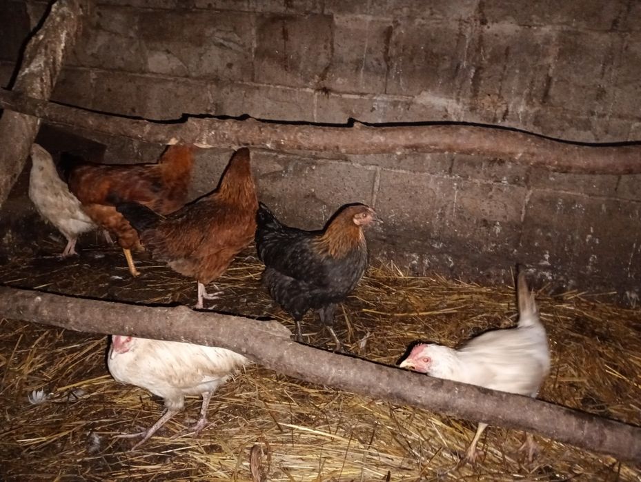 Kury i  kurczaki na sprzedaż