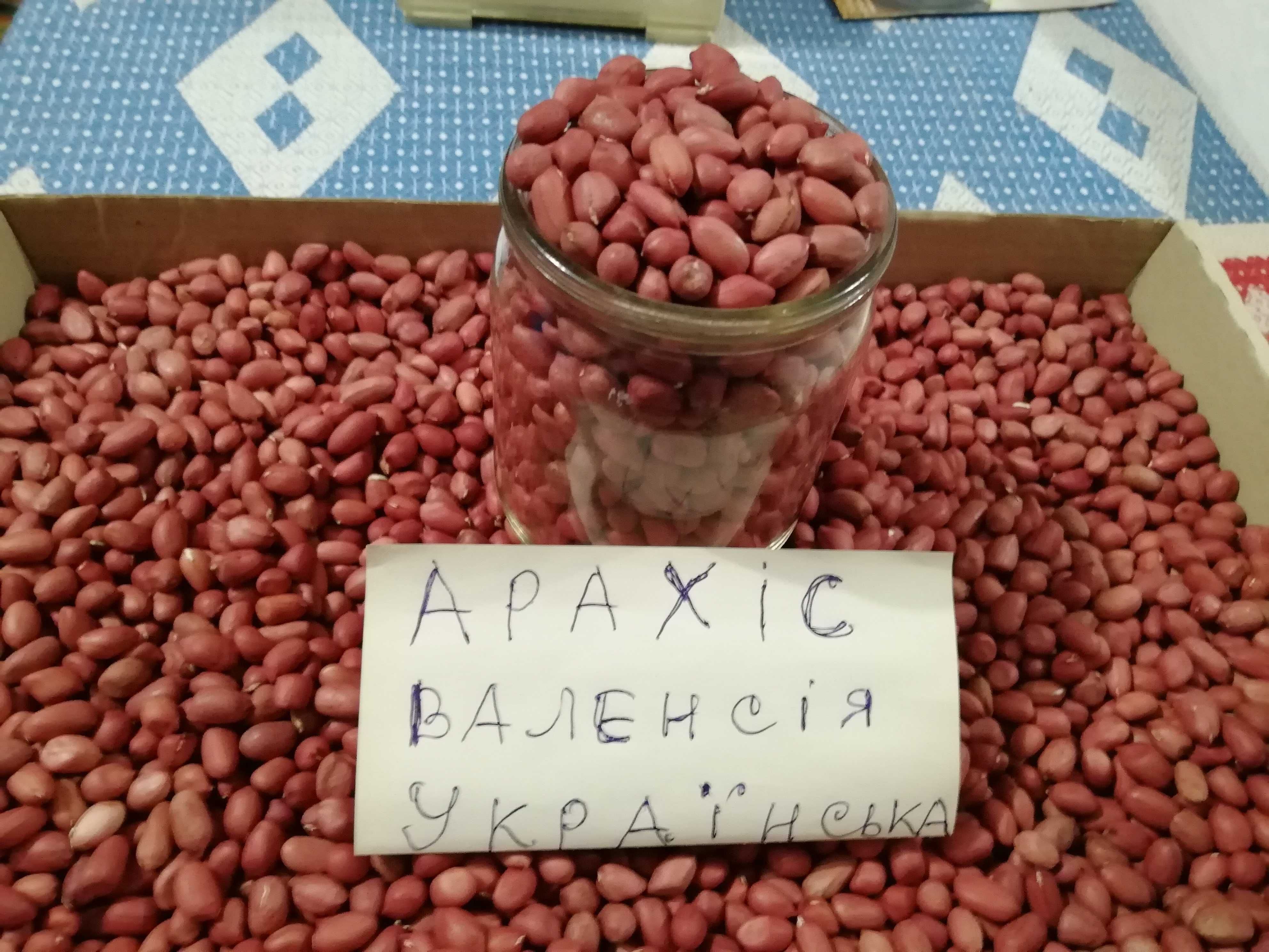 Домашній акліматизований арахіс  Валенсія, Степняк, на посадку або їжу