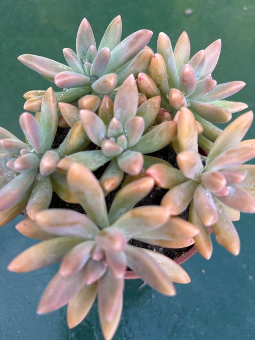 Suculentas sedum  etc