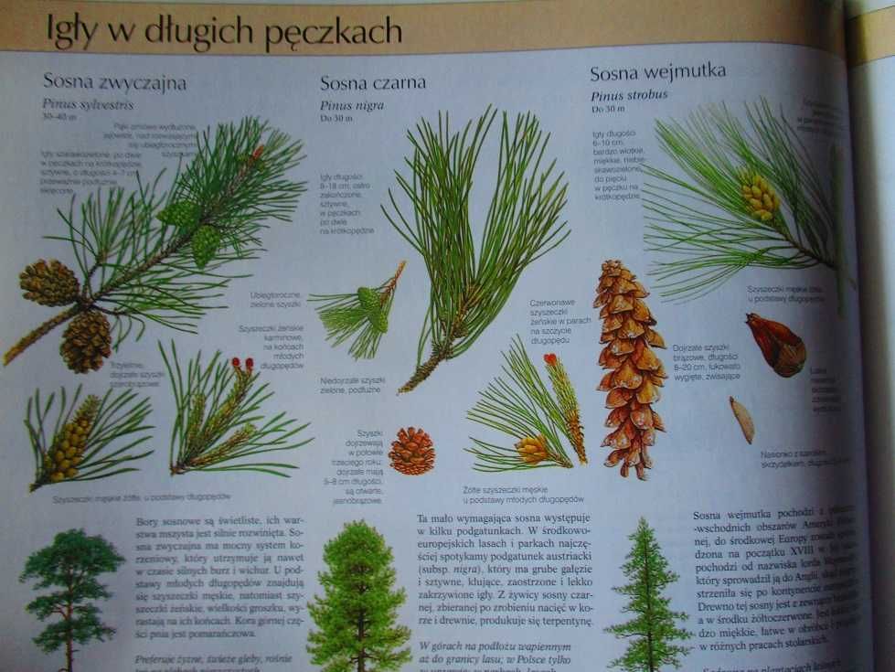 Nasza przyroda - rośliny i zwierzęta Europy/przyroda/flora/ilustracje