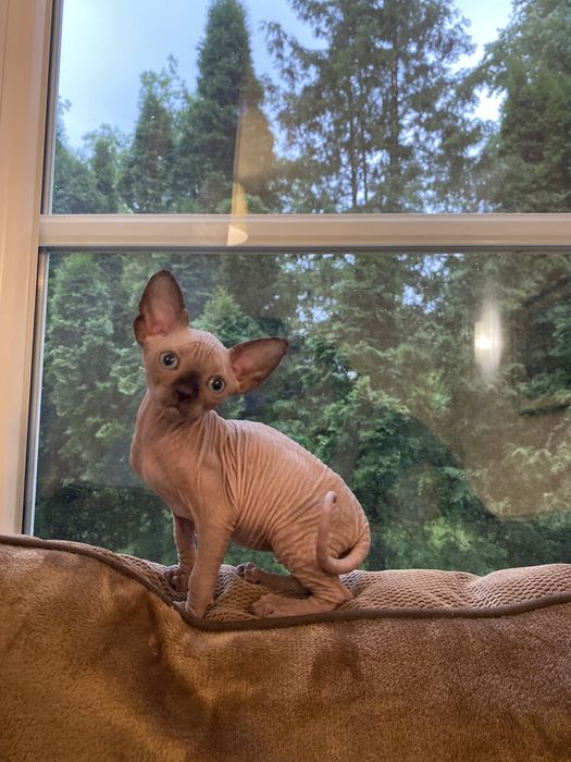 Кошенята сфінкси породісті