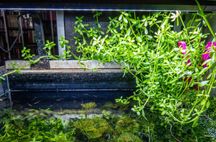 Bacopa idealna roślina do ryoboku akwarium otwartego i paludarium