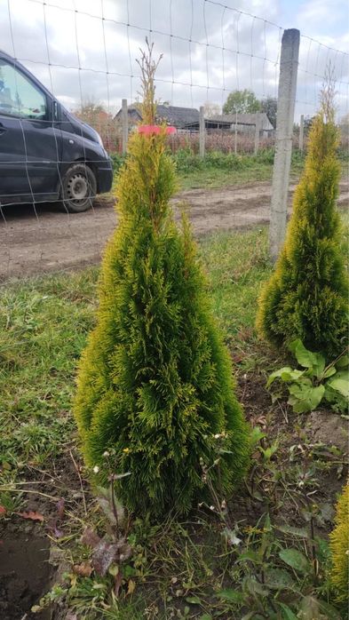 Смарагд голд-широкий вибір-є опт