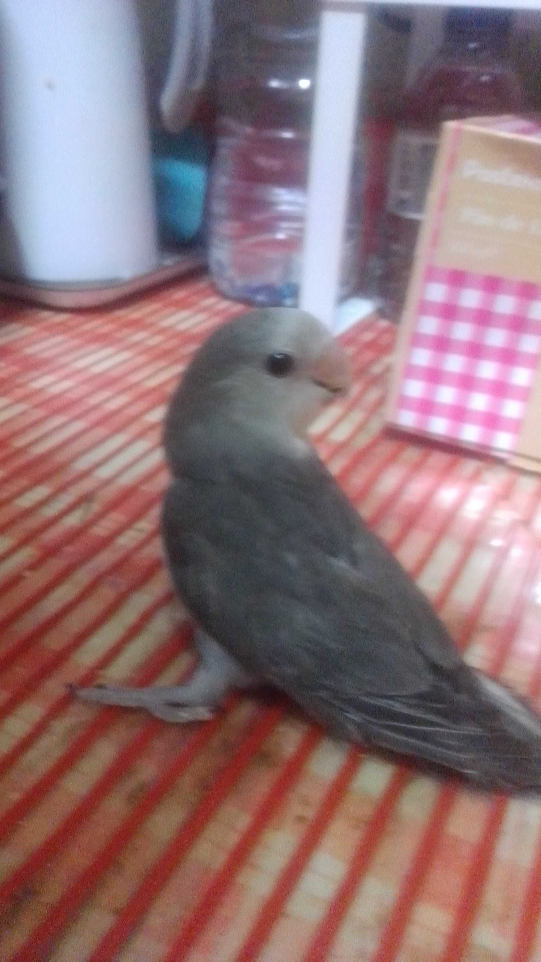 Rosicollis criados á Mão fofinhos