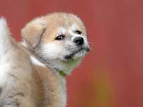 Akita Inu Szczenięta ZKwP oddz. Bielsko-Biała