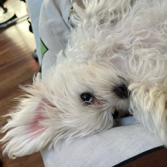 Maltańczyk szczeniak  Rodowód