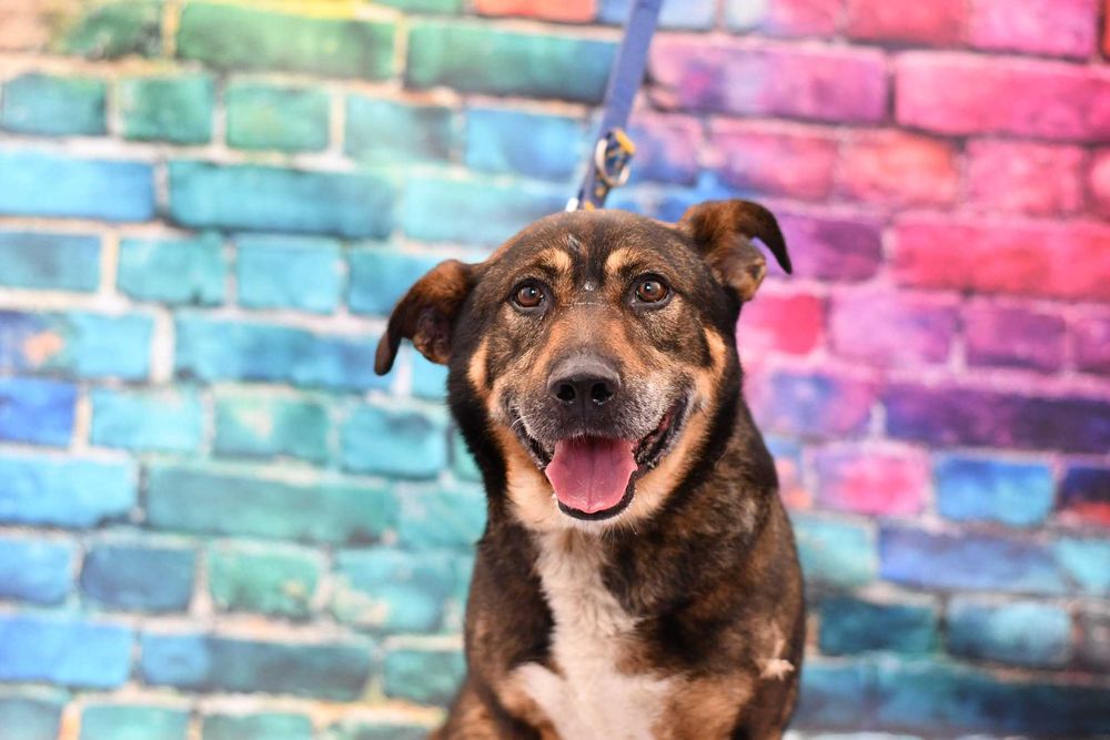 Radosny Benio szuka rodzinki do pokochania!