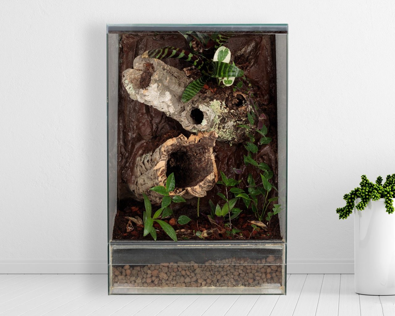 Terrarium las w szkle paludarium