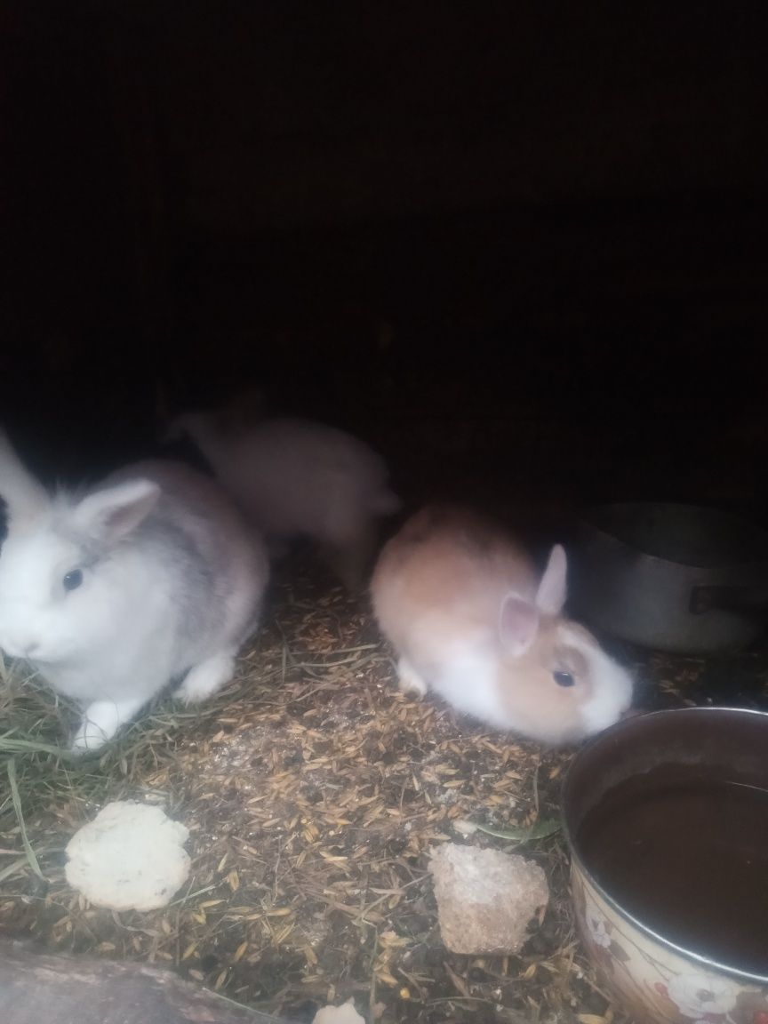 Króliki rasy mieszane i miniaturki