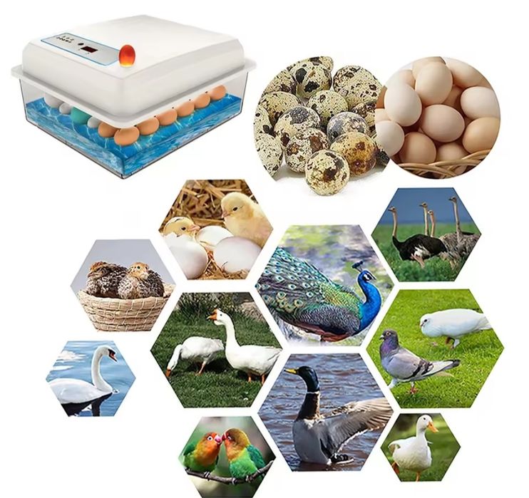 Інкубатор для яіць
