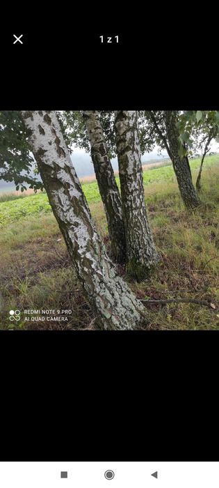 Drzewo opałowe brzoza