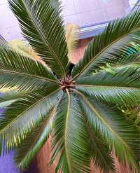 Duży Sagowiec odwinięty, czyli cykas palma