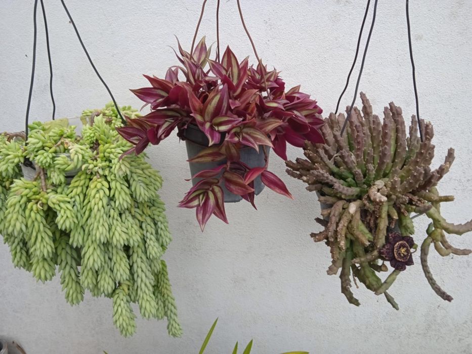 Vendo vasos bonitos para decoração da sua casa, exterior e interior.