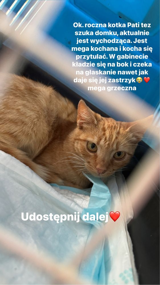 Piękna kociczka do adopcji