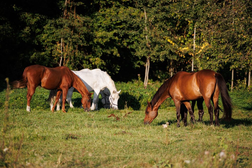 Кінний навоз / самовивіз / свіжий / перегній