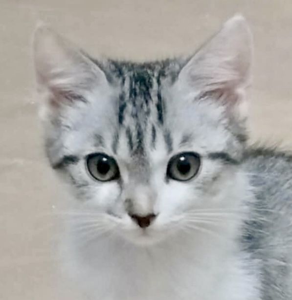 Котенок тигровый 3мес вискасный серый голубой котята