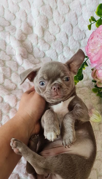 Excecional bonequinha lilac Chihuahua/Chiuaua. LinhagemRussa