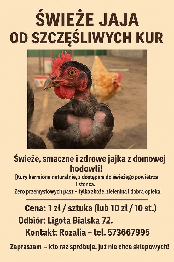 Świeże Swojskie jajka