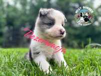 Border collie suczka