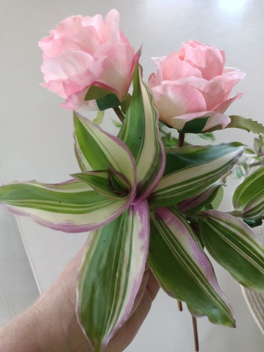 Ogon smoka callisia własne nadwyżki