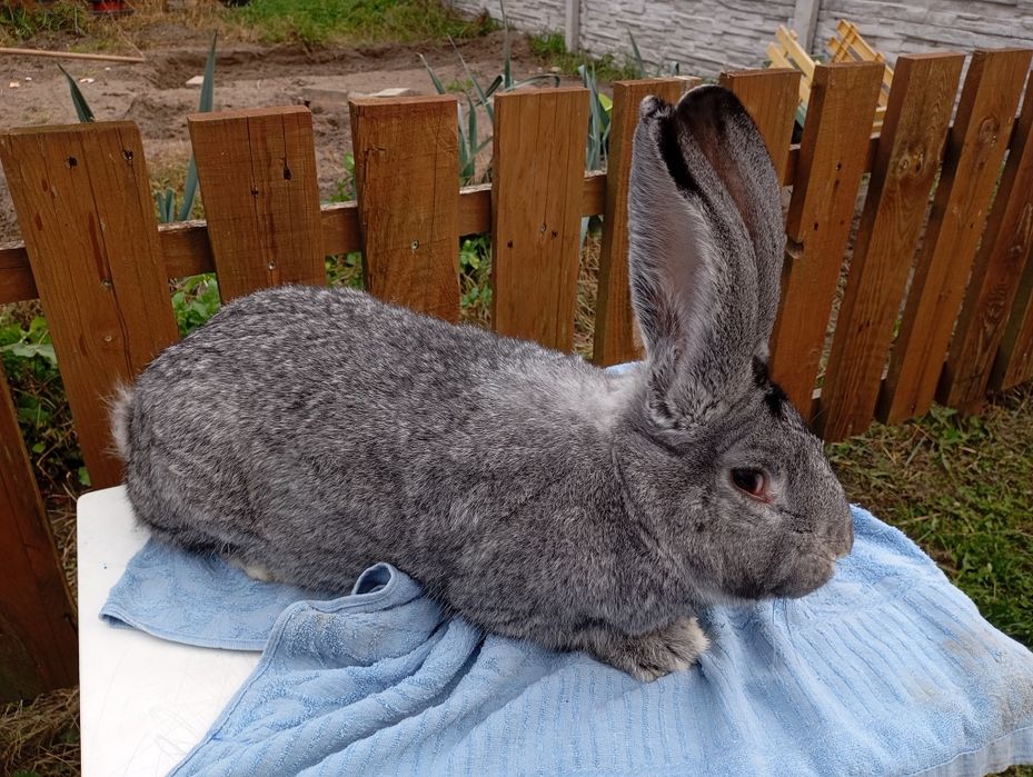 Belgijski Olbrzym Szynszylowy